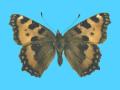 Aglias urticae ab. sordida 10-22-1993 Sutherland, Scotland (Internet Image property of respective owner, non-commercial use only)